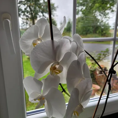 Gulfhof Anelis * Krummhoern