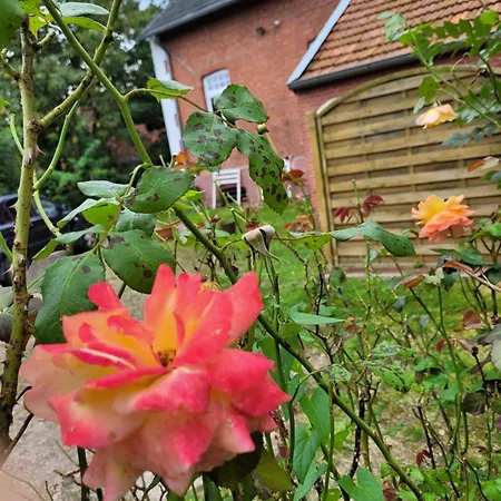 Gulfhof Anelis Lejlighed *