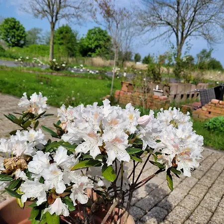 Lejlighed Gulfhof Anelis *
