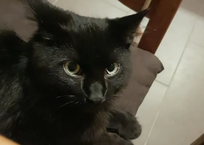 Gulfhof Anelis Lejlighed