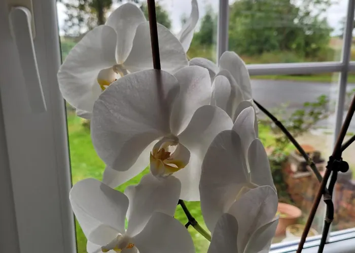 Gulfhof Anelis * Krummhörn